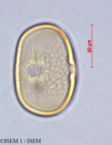 ISEM 1/Vicia_andicola_29093/Vicia_andicola_29093_0001(copy)_thumb.jpg